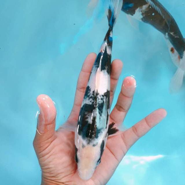 Shiro25cm