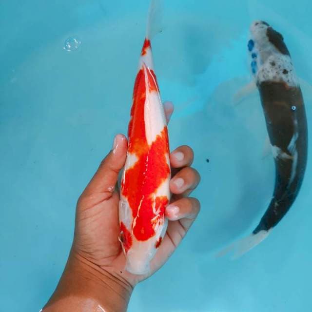 kohaku25up