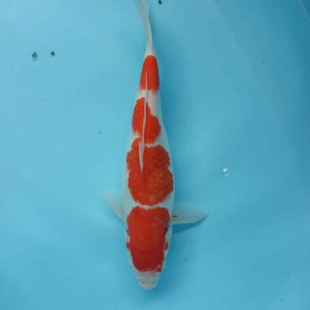 Kohaku