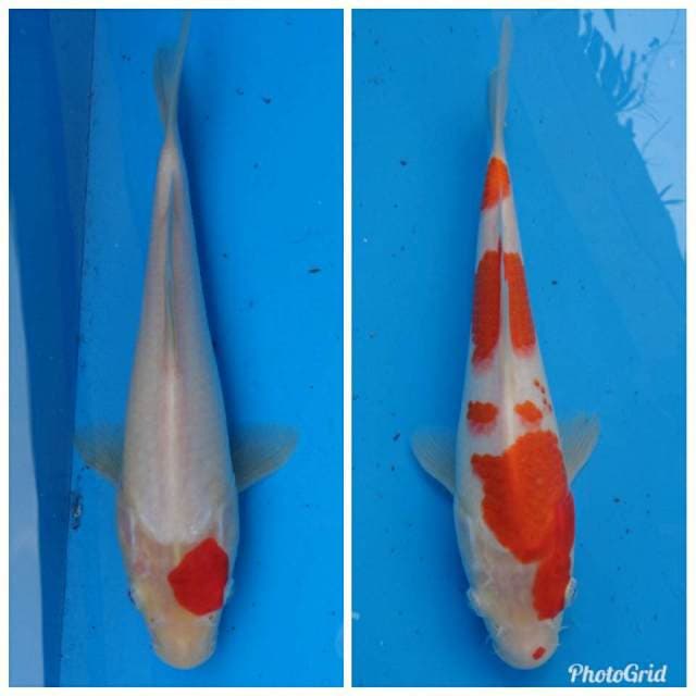 Mix Tancho - Kohaku F1