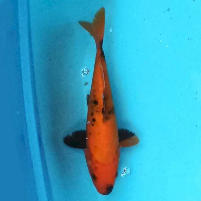 Utsuri 21 cm