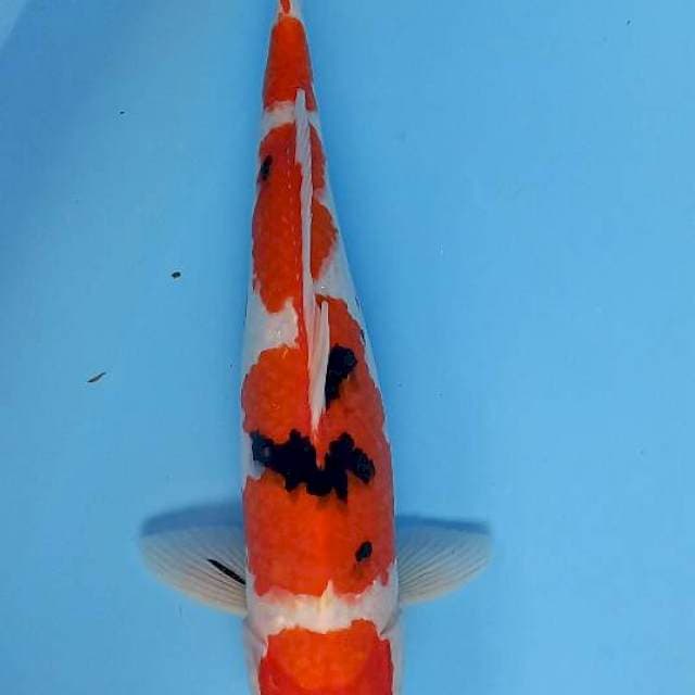 Sanke 41cm
