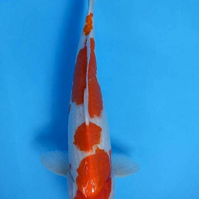 Kohaku 45cm