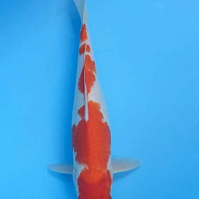 Kohaku 39cm