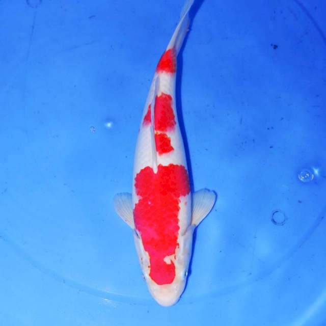 30cm HQ KOHAKU