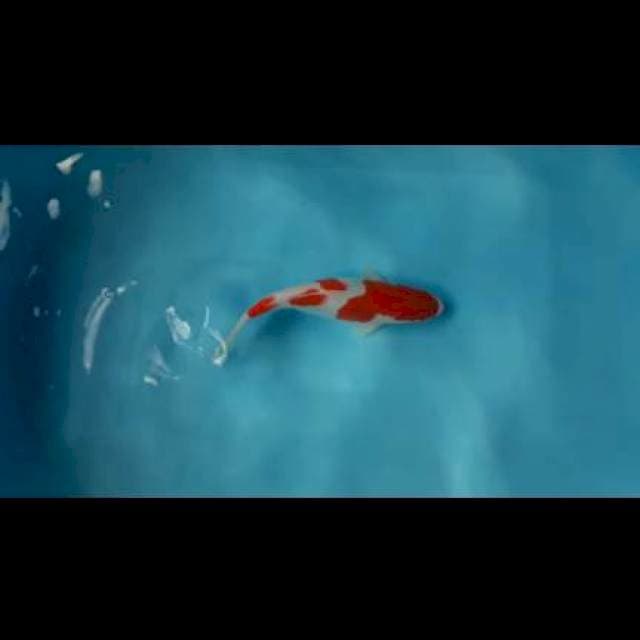 Ori step 3