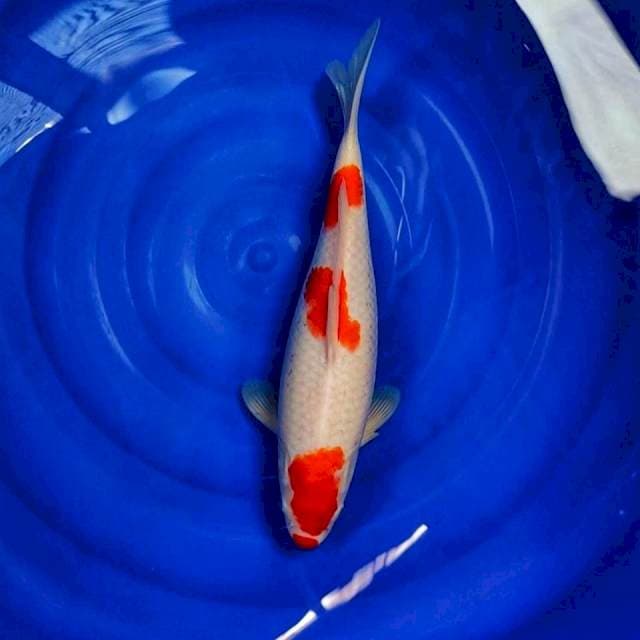 Kohaku