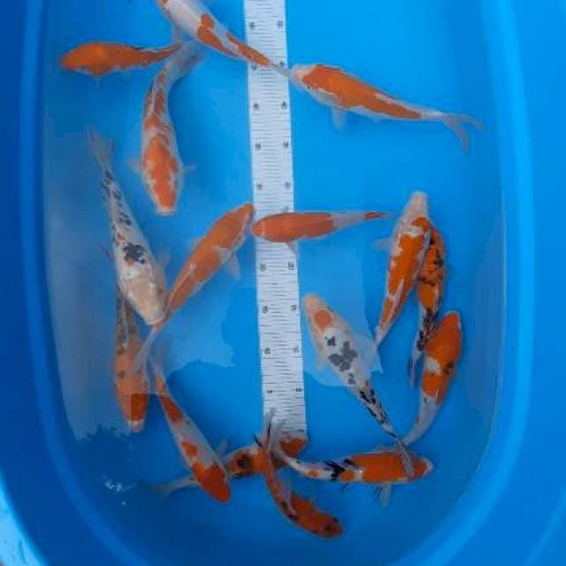Mix kohaku sanke