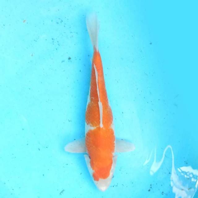 Kohaku 25 cm