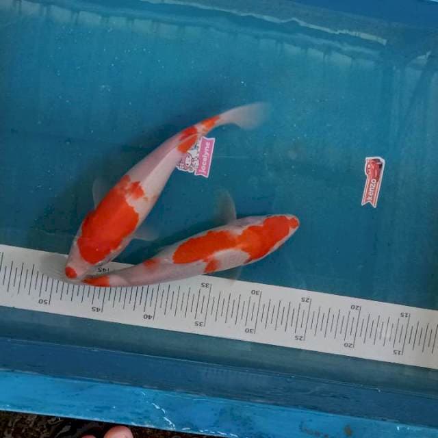 Kohaku 2ekor, 23-24cm