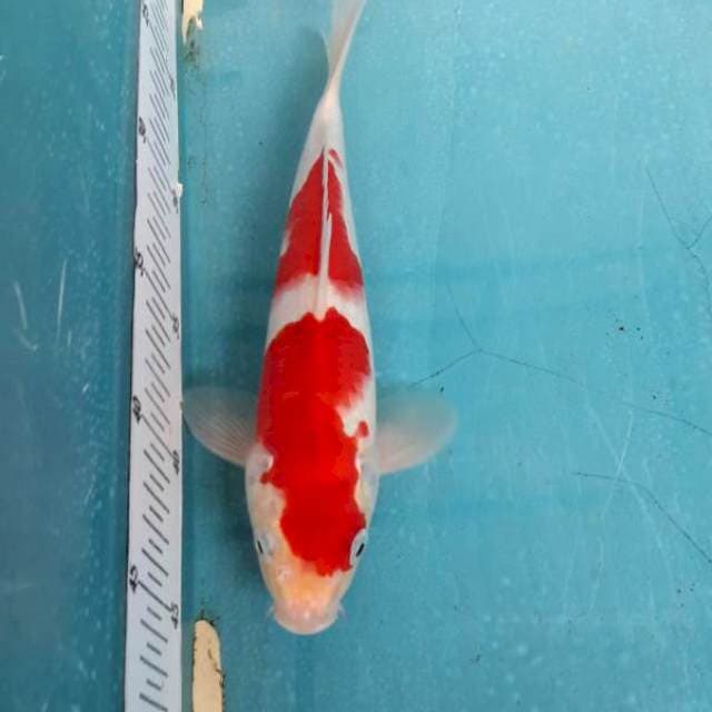 Kohaku