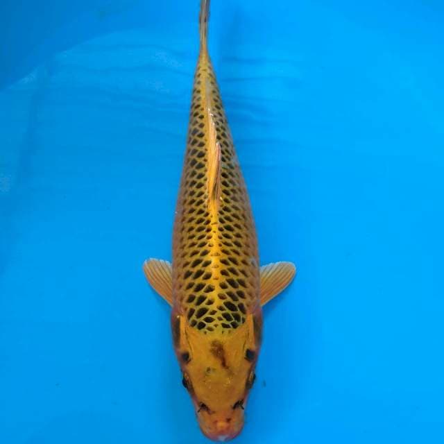 MATsuba 32cm