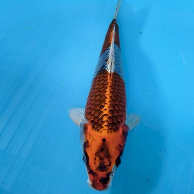 Kojaku 26cm