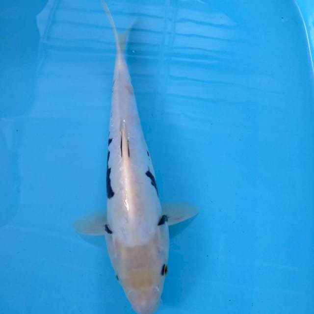 White Kumonriyu 32cm