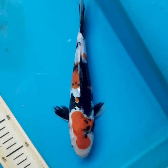 Showa doitsu 25cm