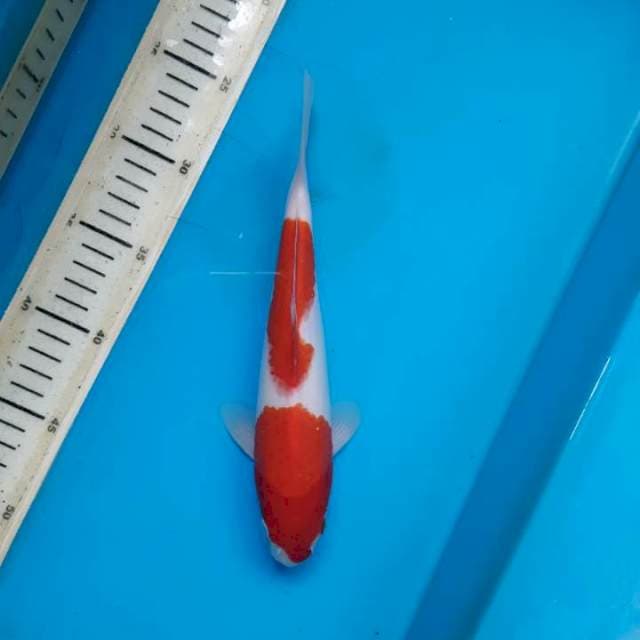Nian kohaku 24cm