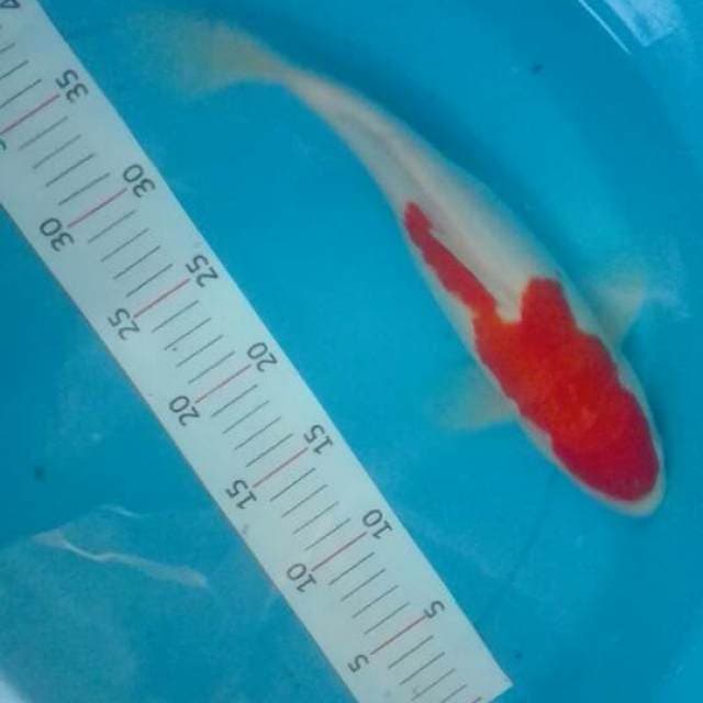 kohaku.33cm