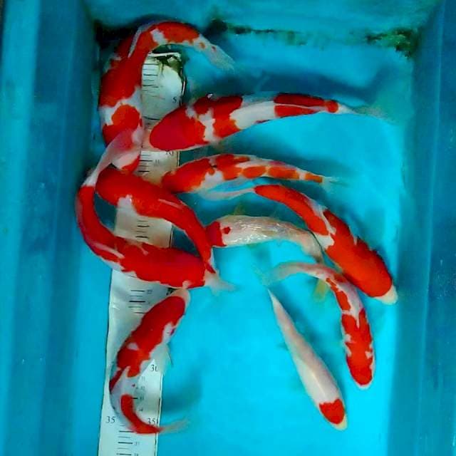 Paket merah merona 10 ekor