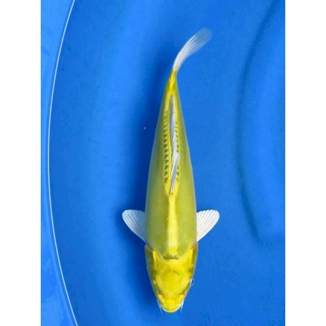 29cm - Ogon Doitsu Langka