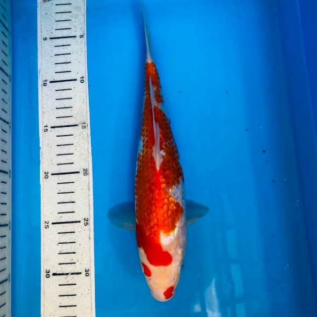 Kohaku gidrin, 28cm