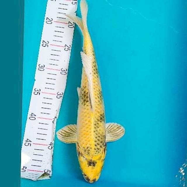 Kin Showa 35cm