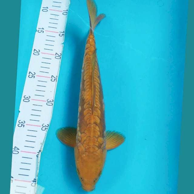 Chagoi Aragoke 35cm