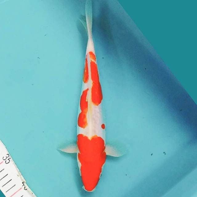 Kohaku Doit 28cm