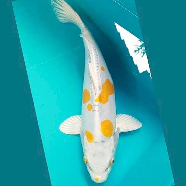 Kiko 28cm