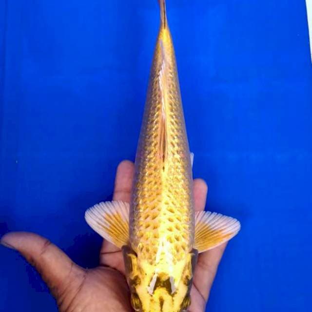 YELLOW MUKASI GINRIN 34cm