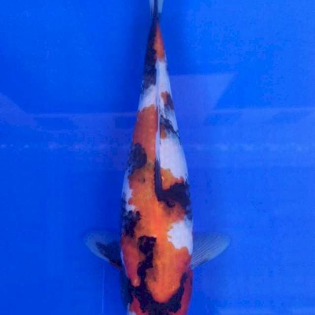 SHOWA 28cm