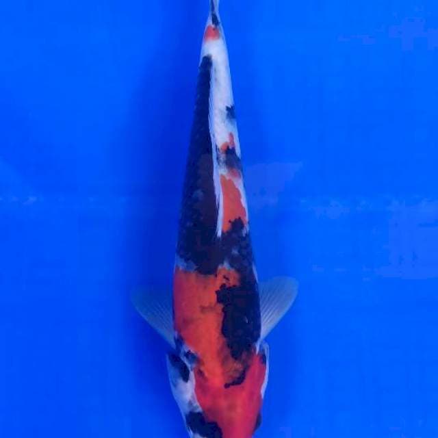 SHOWA 28cm