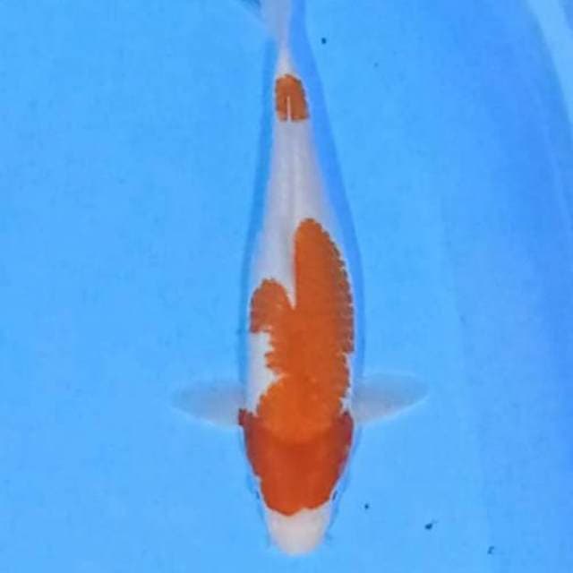 Kohaku