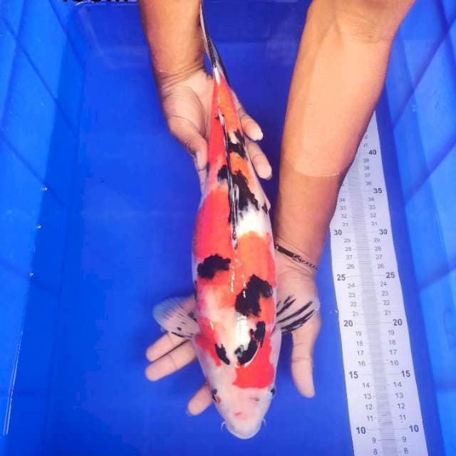 SHOWA SANSOKU 44cm