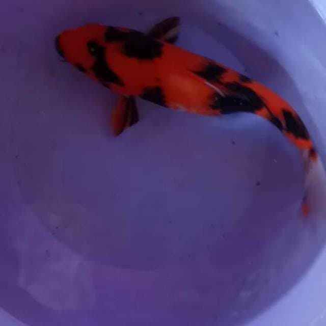 Ready Show super red hi showa 25cm