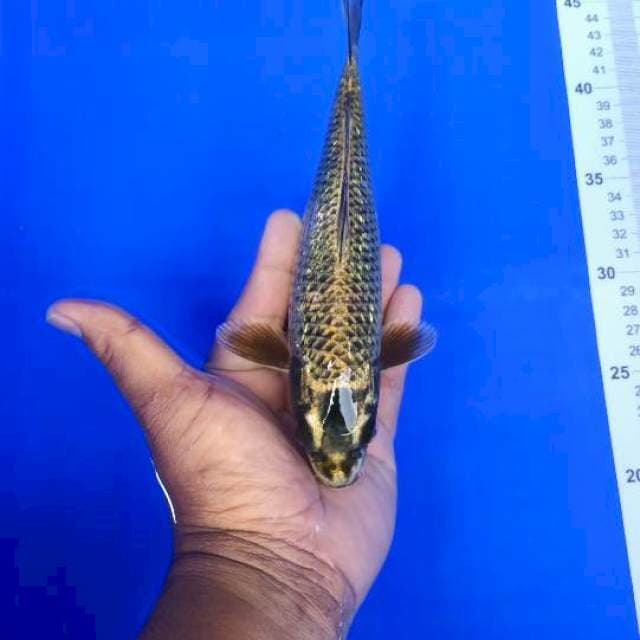 Gold mukasi ginrin 25cm
