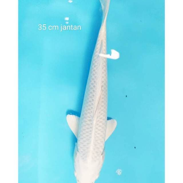 Platinum 35 cm jantan