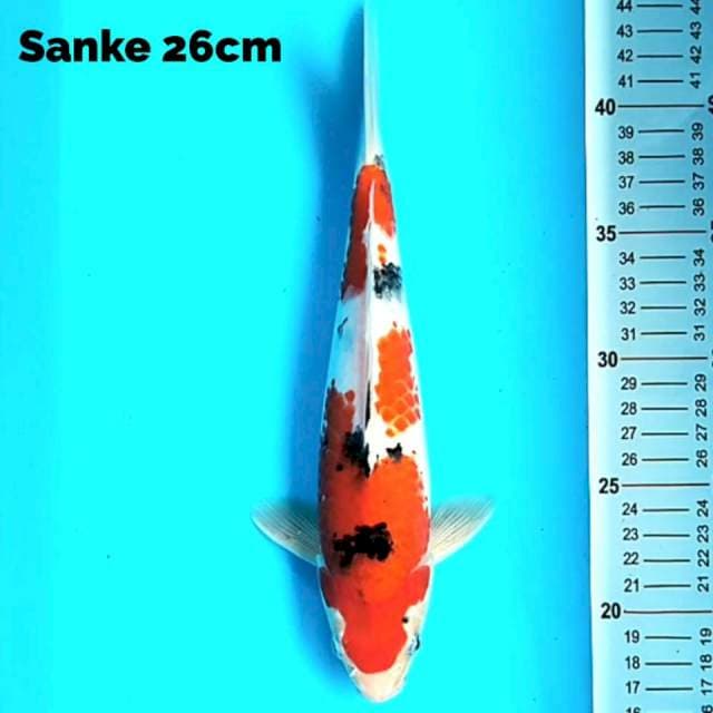 Sanke 26 cm