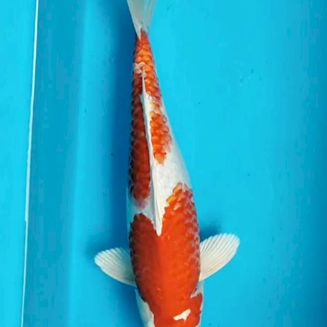 Kohaku 30 cm
