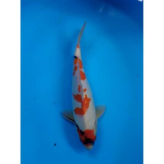kindai showa 32 cm