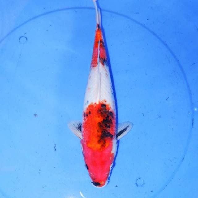 SHOWA 33cm