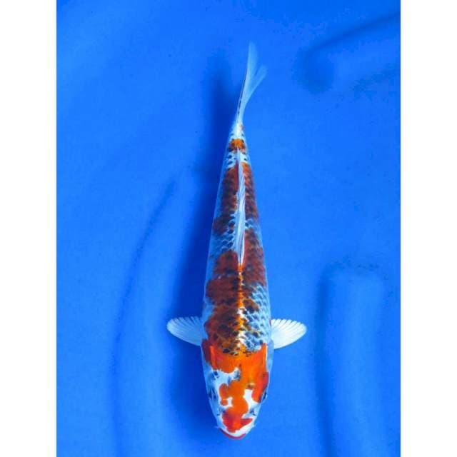 Kujaku- 26cm