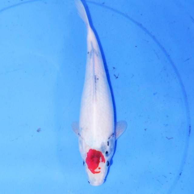 TATEGOI TANCHO SHOWA 29CM