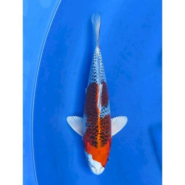 Kujaku Good Hikari - 30cm