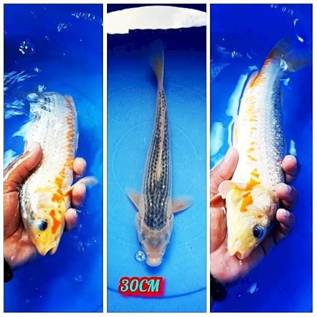 MiZo Asagi 30CM