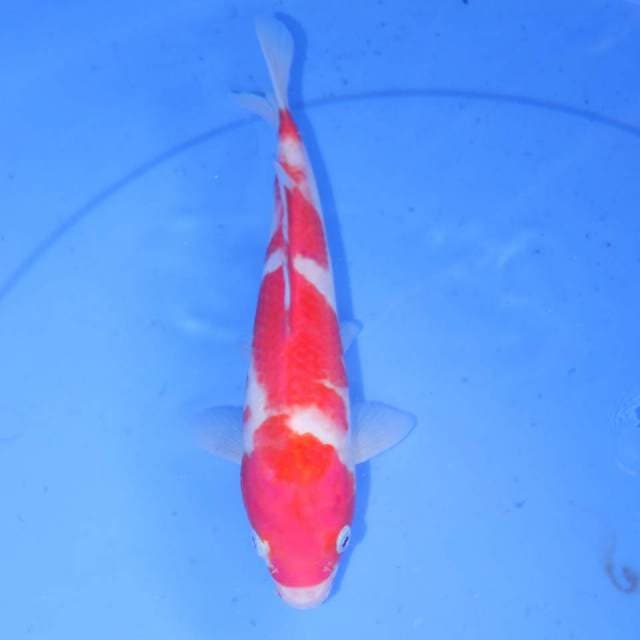KOHAKU MERAH PUTIH