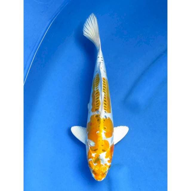 Yellow Kujaku Doitsu - 31cm