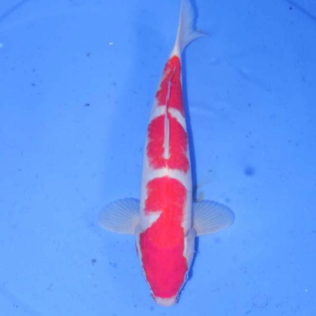 3STEP KOHAKU