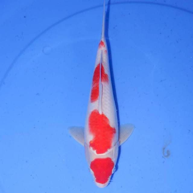 YON KOHAKU