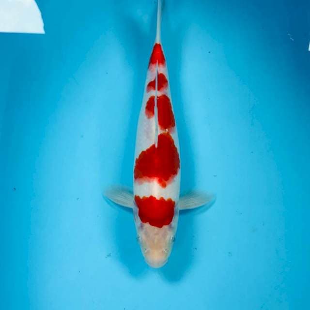Ai Goromo, male 26 cm