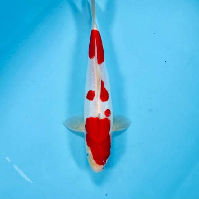 Doitsu Red Strong, male 27 cm